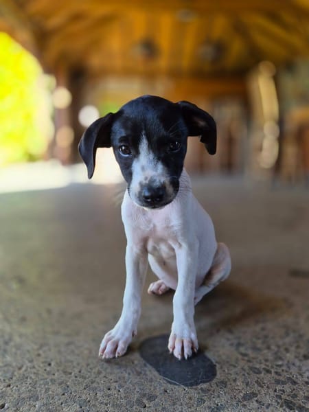 Liddy, femelle berger, née le 15/09/2025