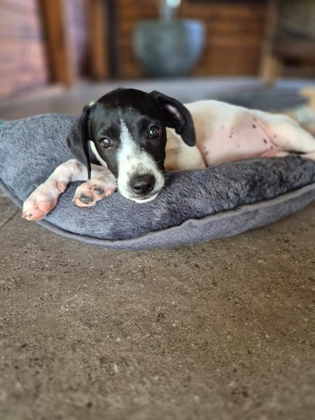 Liddy, femelle berger, née le 15/09/2025