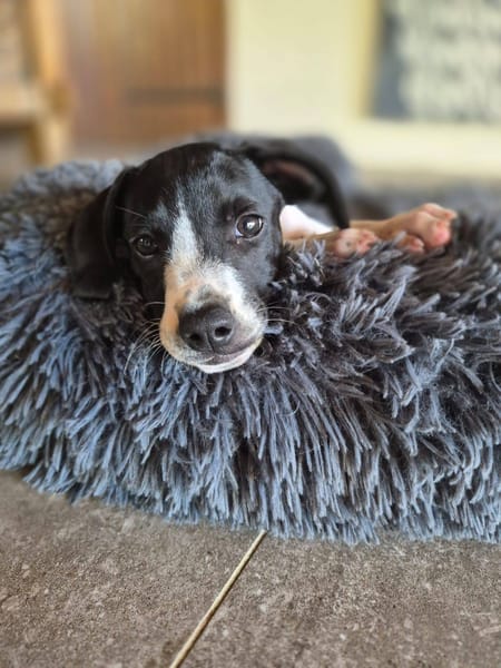 Liddy, femelle berger, née le 15/09/2025