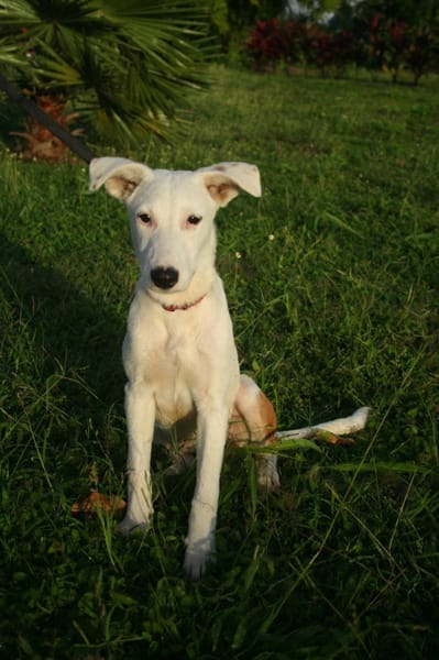 Hikari, femelle X croisé berger , née le 25/07/2025 🐶