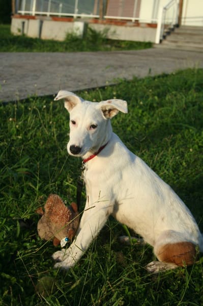 Hikari, femelle X croisé berger , née le 25/07/2025 🐶