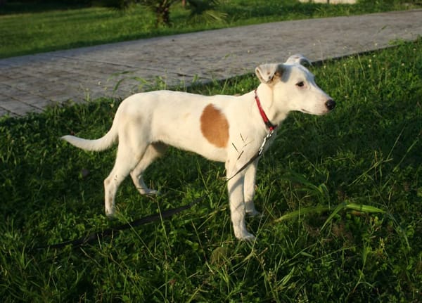 Hikari, femelle X croisé berger , née le 25/07/2025 🐶