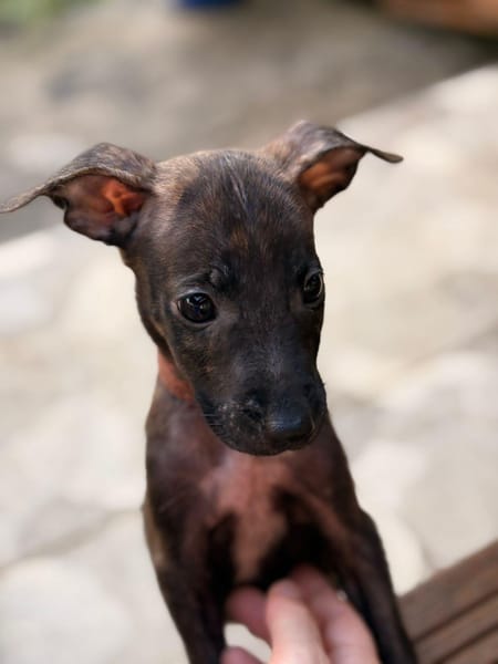 FILOU, Mâle croisé croisé, né le 21/09/2025