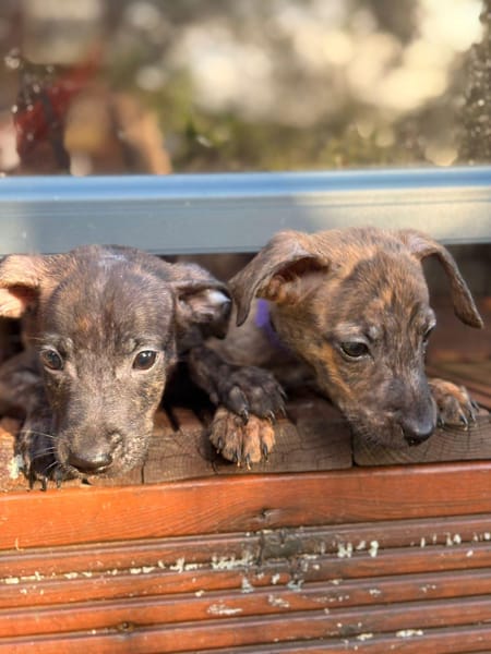 FILOU, Mâle croisé croisé, né le 21/09/2025