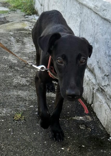 Dusty, mâle croisé berger, né le 15/06/2025 🐶