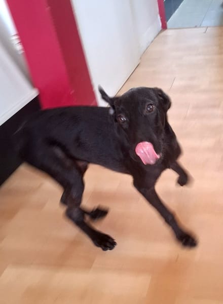 Dusty, mâle croisé berger, né le 15/06/2025 🐶