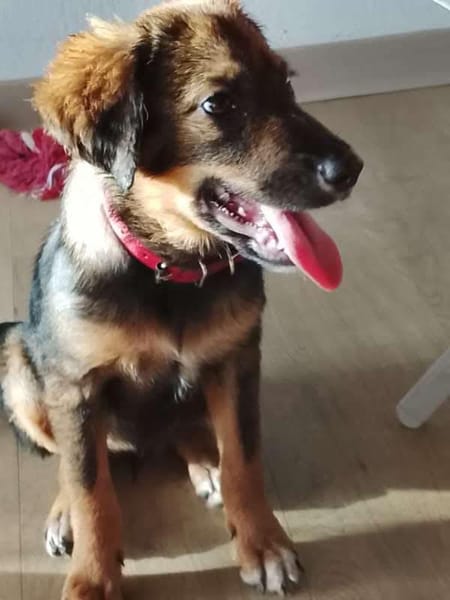 Azzura, femelle X berger née le 04/09/2025