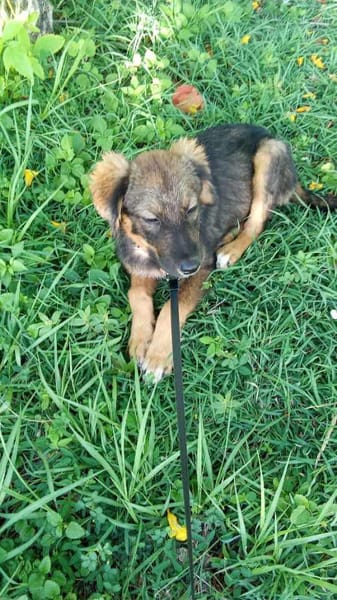 Azzura, femelle X berger née le 04/09/2025