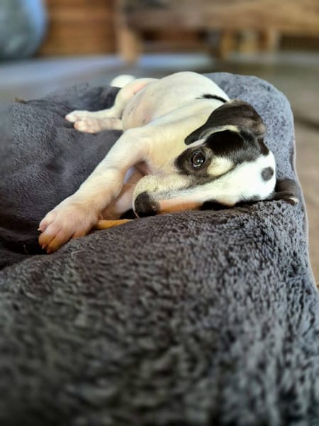 Ahès, femelle berger, née le 15/09/2025