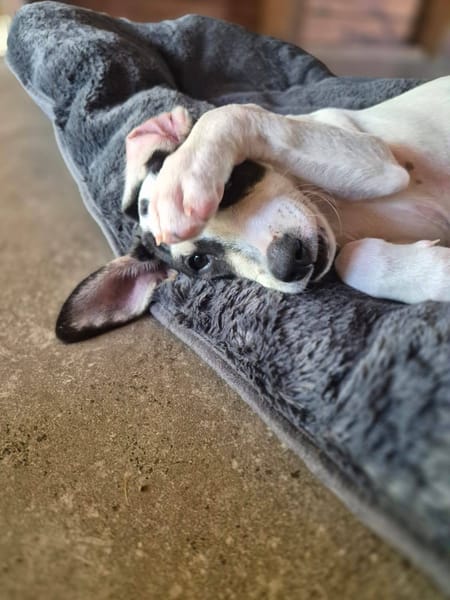 Ahès, femelle berger, née le 15/09/2025