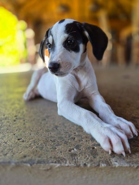 Ahès, femelle berger, née le 15/09/2025