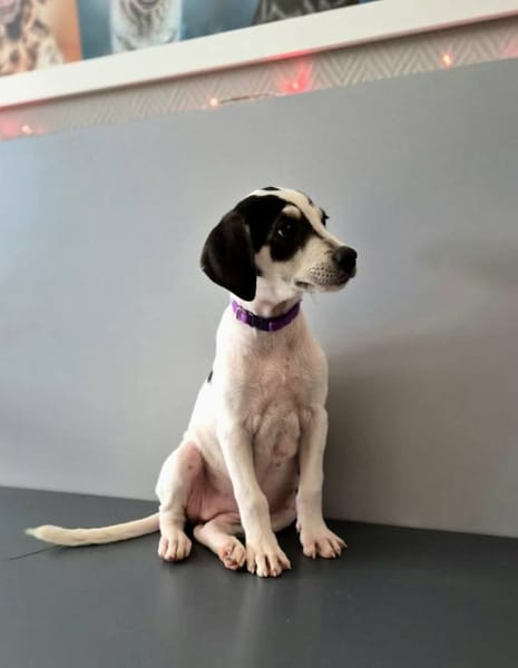 Ahès, femelle berger, née le 15/09/2025