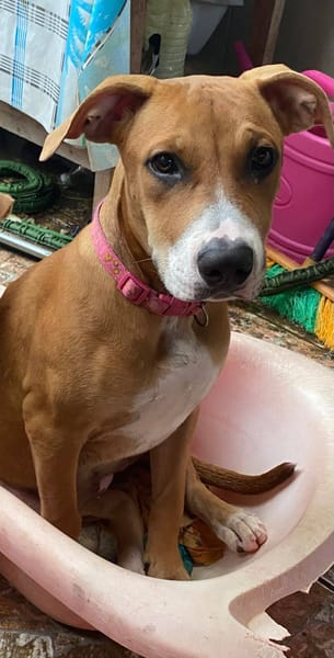 Aéla, femelle croisée berger, née le 15/06/2025 🐶