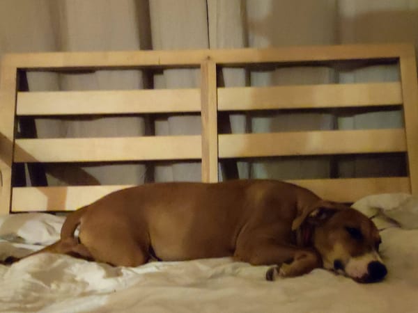 Aéla, femelle croisée berger, née le 15/06/2025 🐶