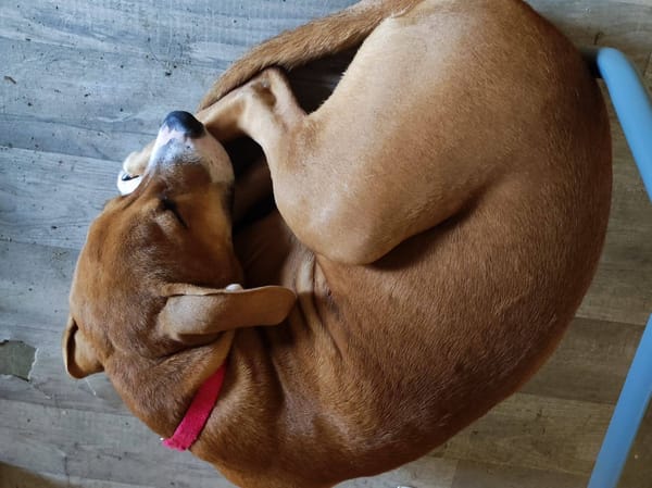 Aéla, femelle croisée berger, née le 15/06/2025 🐶