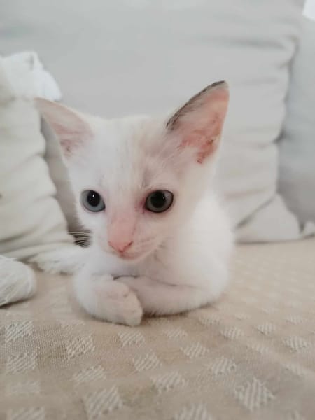 Lily Rose, sans famille