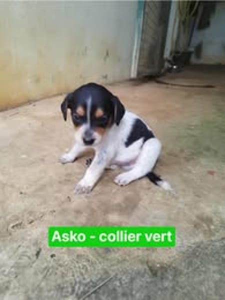 Asko, le doux rêveur