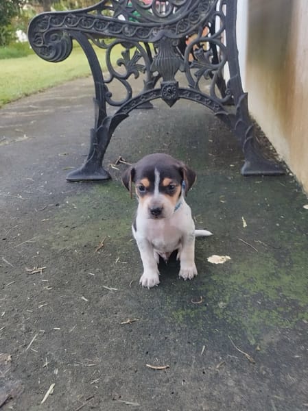 Vaillant, l'adorable loulou