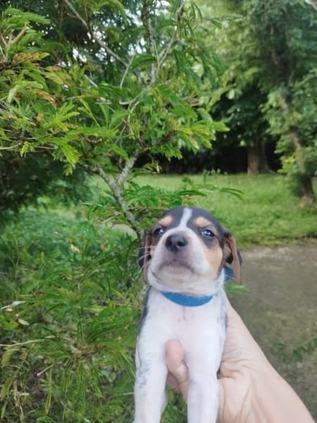 Vaillant, l'adorable loulou