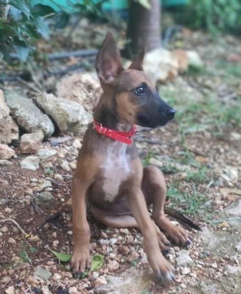 TANINA la malicieuse