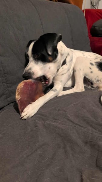 Vador l'adorable petit guerrier tripatte