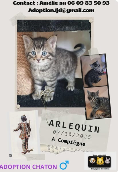 Arlequin