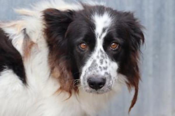 Morina - hübsche Wuschelhündin