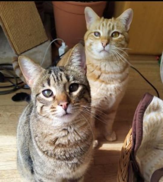 Foxy & Monty FIV+ Wohnungshaltung