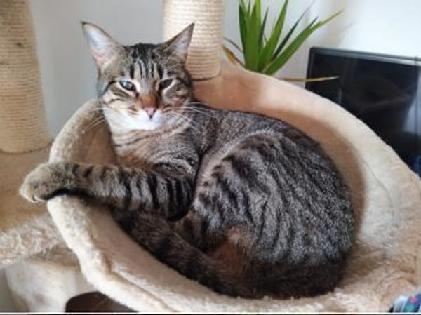 Foxy & Monty FIV+ Wohnungshaltung