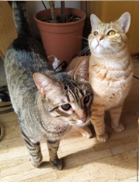 Foxy & Monty FIV+ Wohnungshaltung