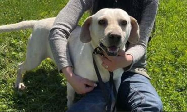 Abigal  Liebevoller Familienhund