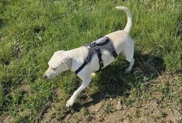 Abigal  Liebevoller Familienhund