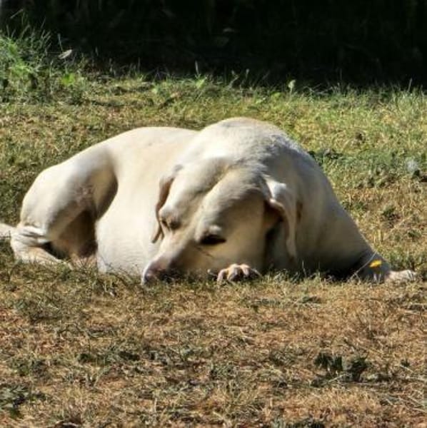 Abigal  Liebevoller Familienhund