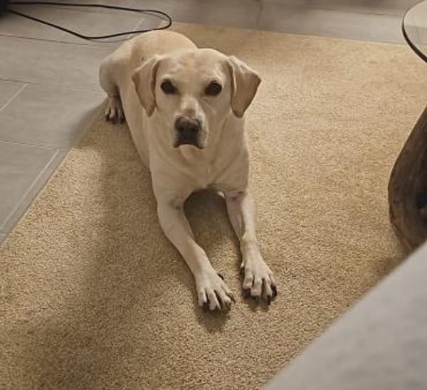 Abigal  Liebevoller Familienhund