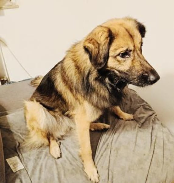 Teddy ein kinderlieber Rüde