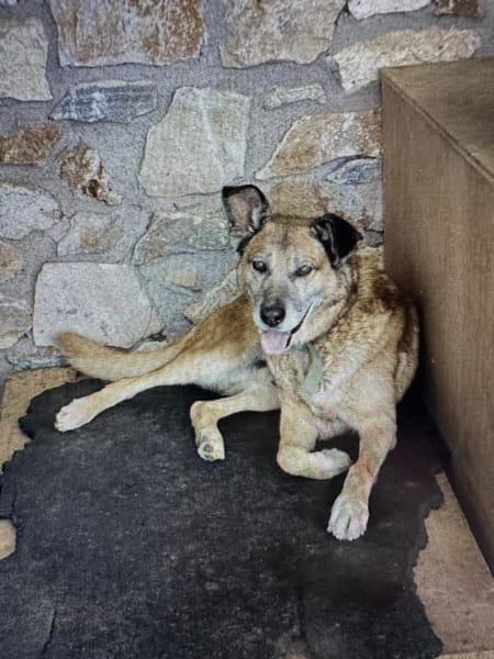 Baldo sucht sein Glück