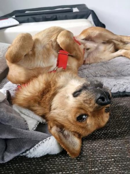 Mr. Waffels, auf PS in Nürnberg