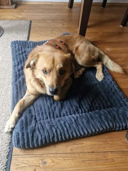 Mr. Waffels, auf PS in Nürnberg