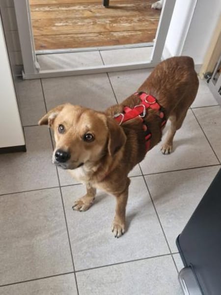 Mr. Waffels, auf PS in Nürnberg