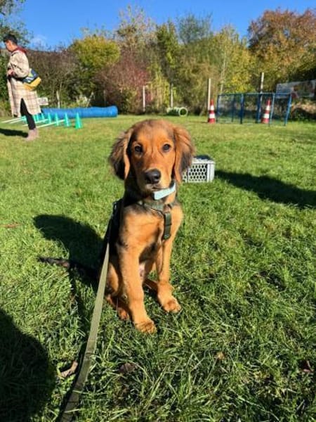 🐶✨Floki sucht seine Familie 🐶✨