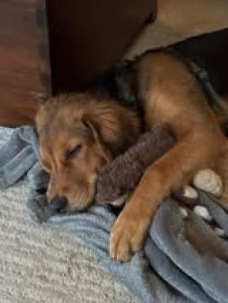 🐶✨Floki sucht seine Familie 🐶✨