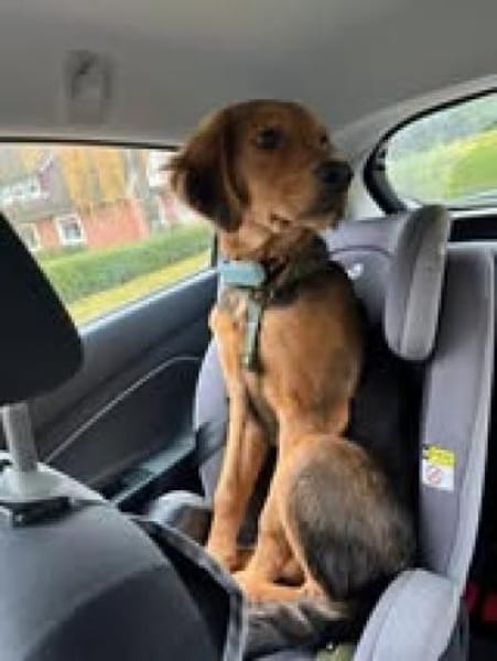 🐶✨Floki sucht seine Familie 🐶✨