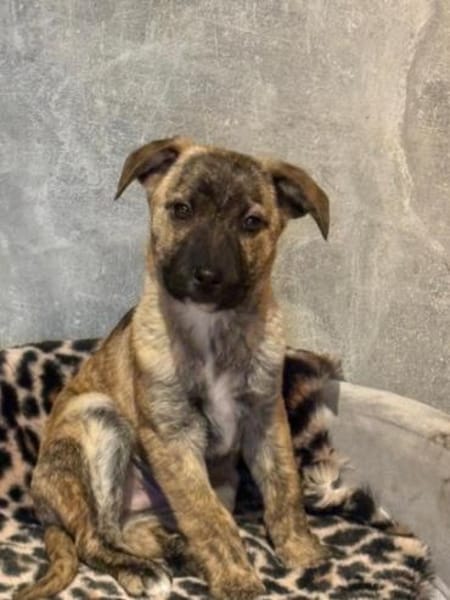 Winnie auf der Suche nach einem Zuhause