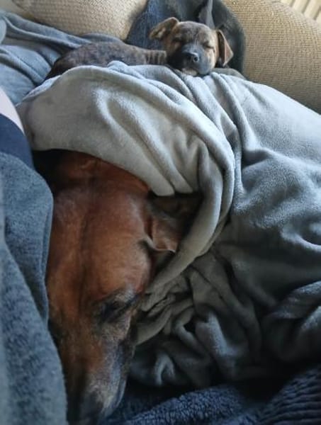 Winnie auf der Suche nach einem Zuhause