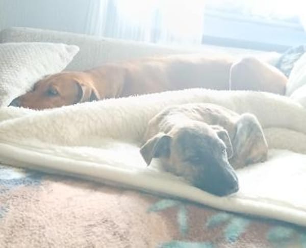 Winnie auf der Suche nach einem Zuhause