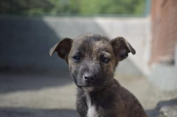 Winnie auf der Suche nach einem Zuhause