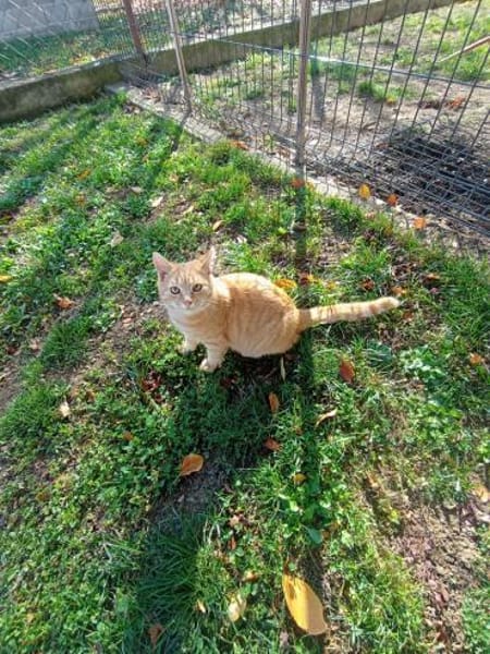 🐾 Peach sucht sein Glück! 🐾