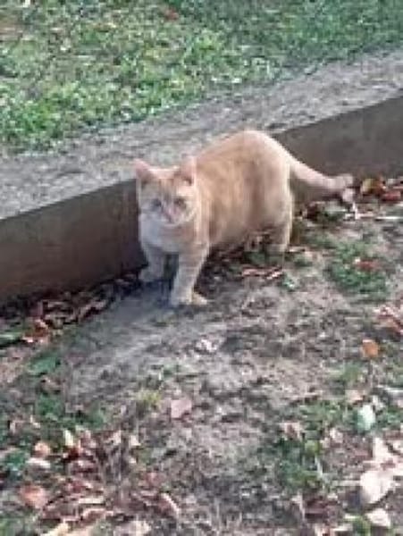 🐾 Peach sucht sein Glück! 🐾