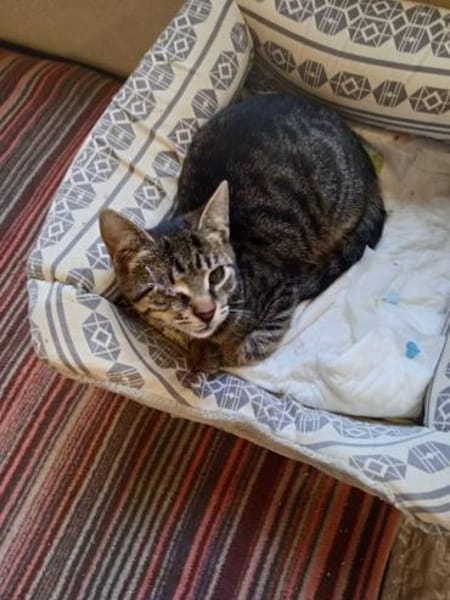 Mikeschsucht sein Zuhause