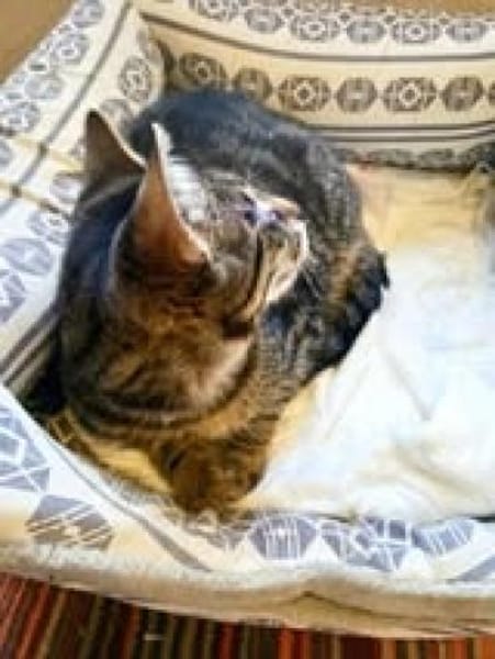 Mikeschsucht sein Zuhause